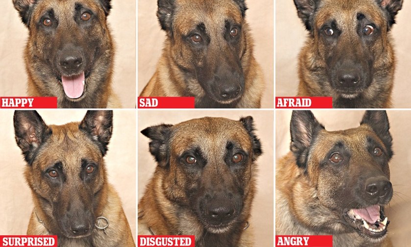 PREVIEW SHOWING ALL SORTS OF DOG EMOTIONS