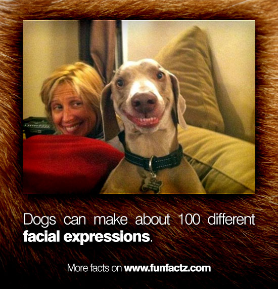 dogs-facial-expressions